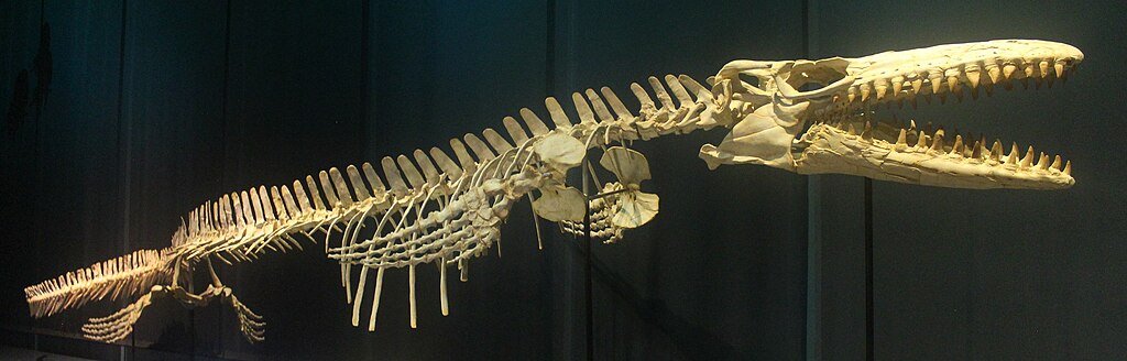 Tellus MosasaurusTellus Mosasaurus