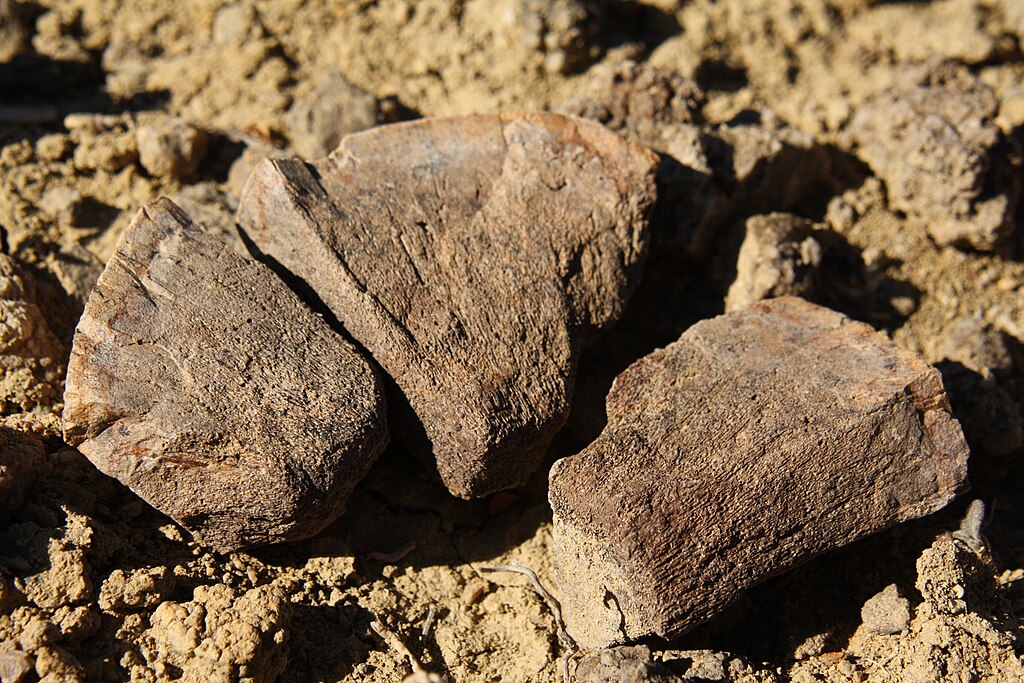 frontoparietal dome of the small pachycephalosaur Texacephale langstoni