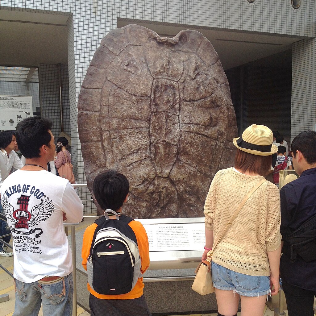 fossil of carapace of Stupendemys Geographicus