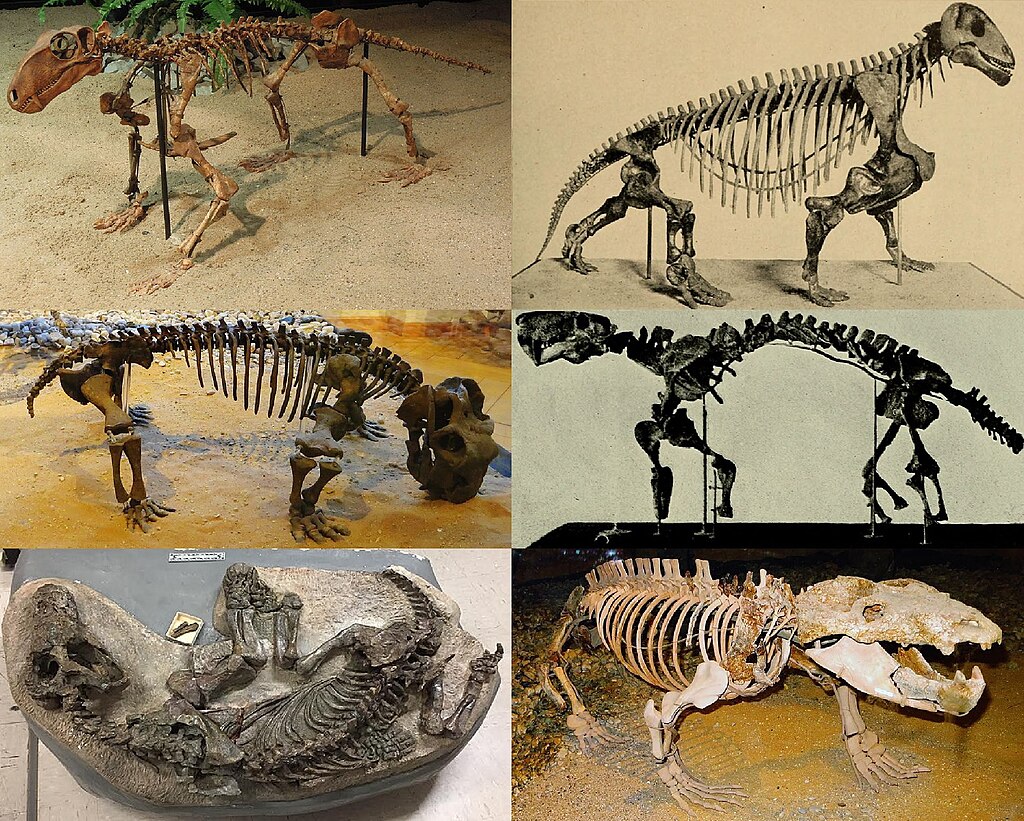 Various examples of non-mammalian therapsids.