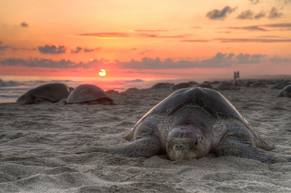 Turtle golfina escobilla Oaxaca Mexico