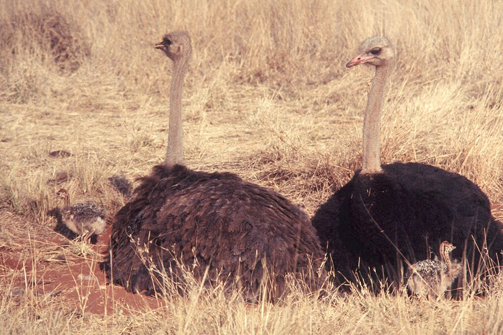ostriches lying in grass