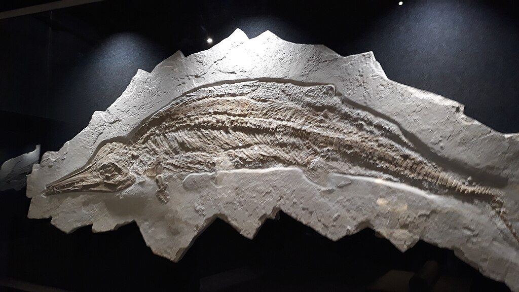 Unnamed genus of Ichthyosaur from the Rygol Quarry, Painten