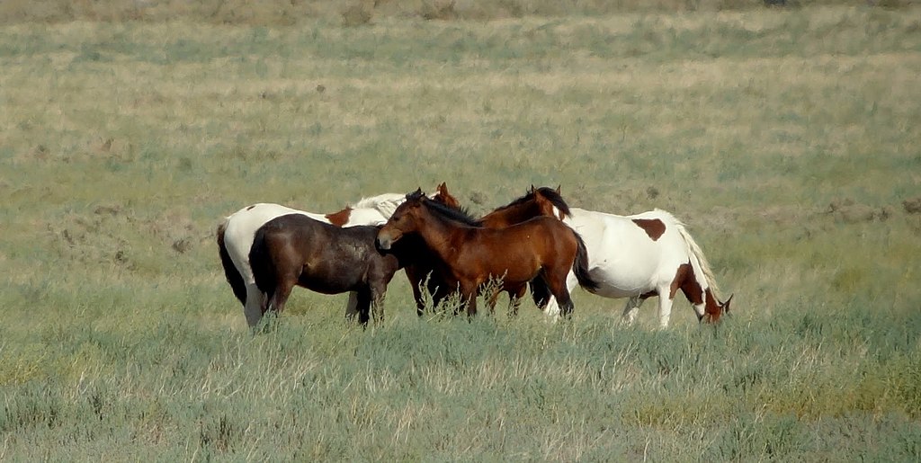 Wild horses