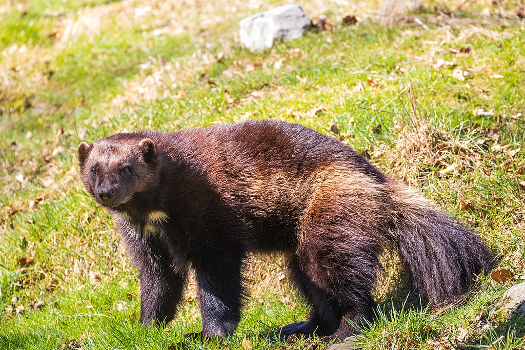 Wolverine in field