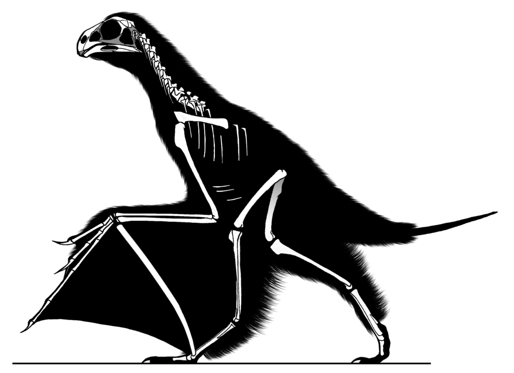 Skeletal diagram of Yi qi