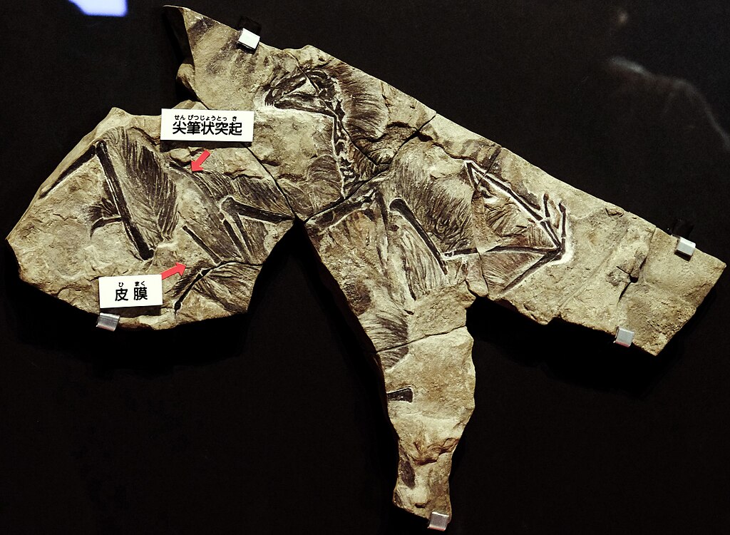 Yi qi fossil.