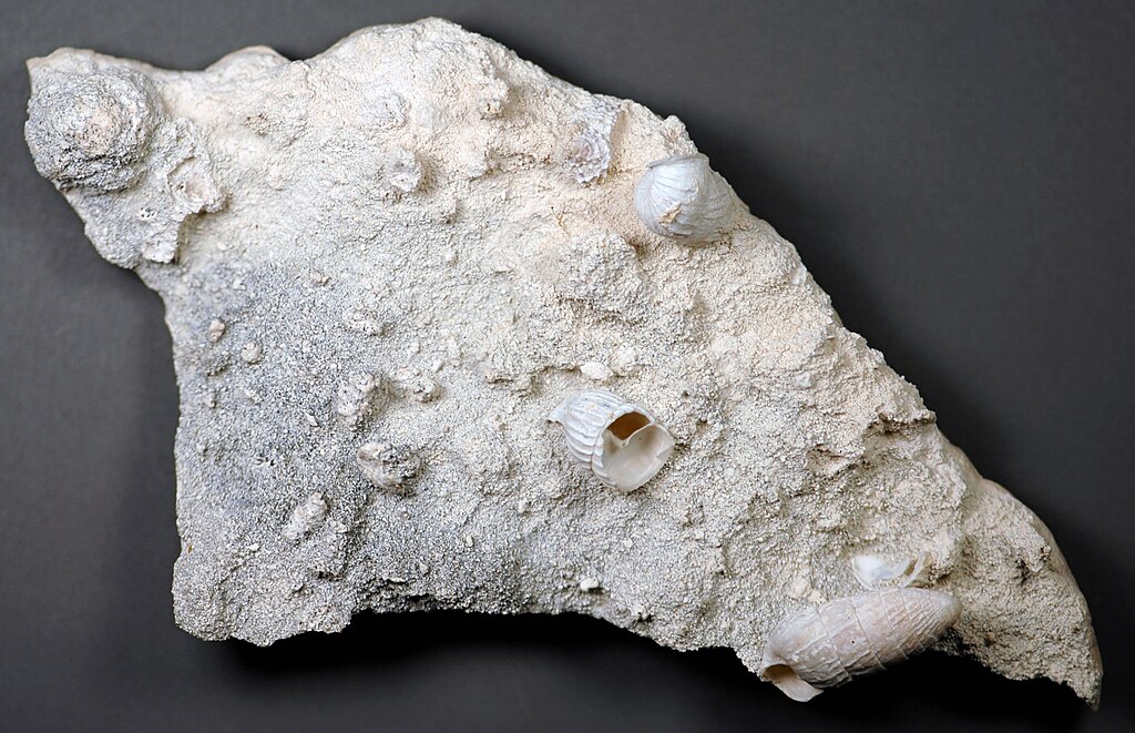 Calcrete paleosol