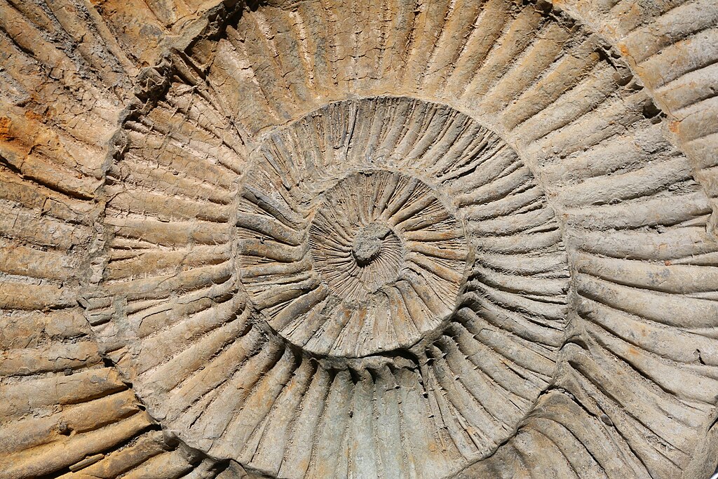 Ammonite