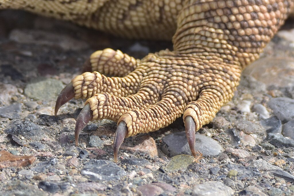 monitor lizard
