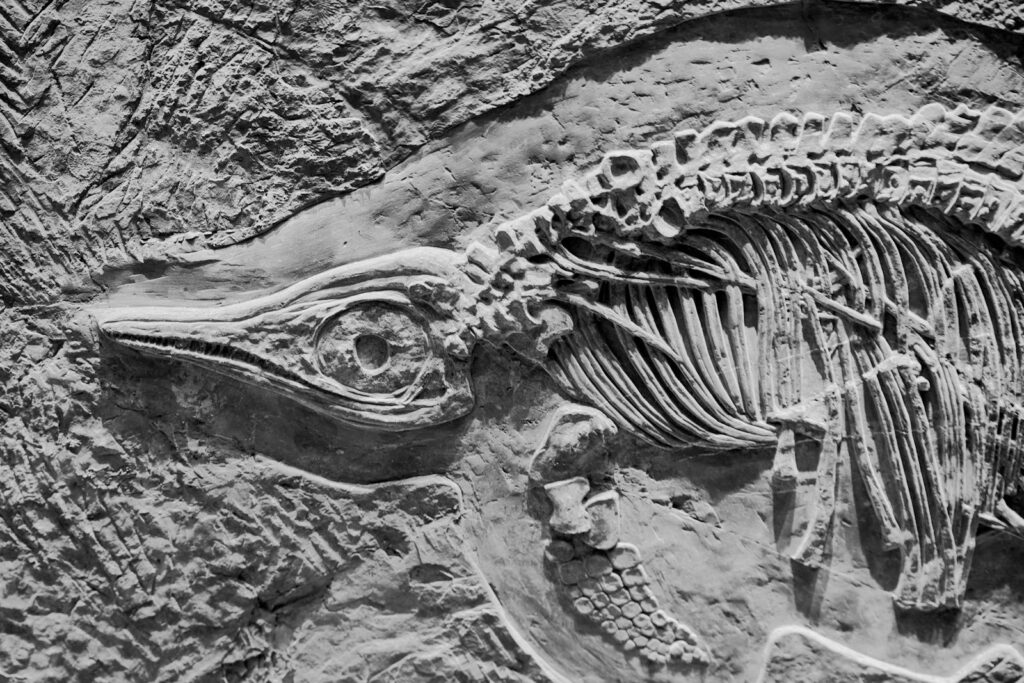 Fossilized Footprints Reveal Dinosaur Behavior