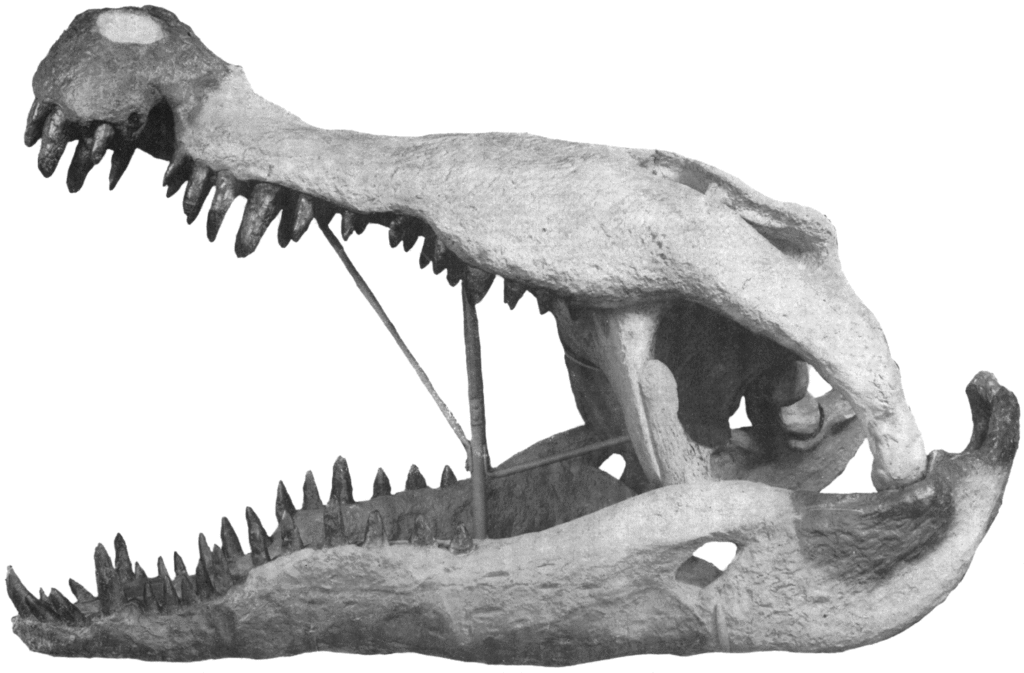 A black and white image of a crocodile skull in profile with its mouth open, displaying sharp teeth. The structure reveals intricate bone details.