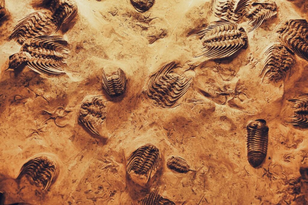 The Prehistoric Craze
