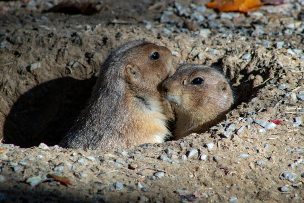 Mesozoic mammals developed remarkably diverse feeding adaptations