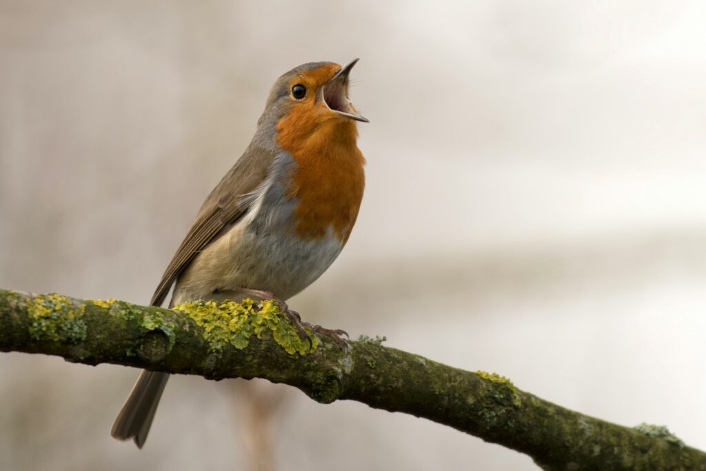 A robin with a vibrant orange-red chest sings loudly, perched on a lichen-covered branch. The soft, blurred background adds a peaceful tone.