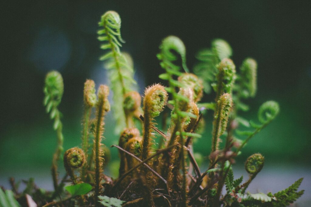 Fern takeover nature’s first responders signal a world reset after the impact.