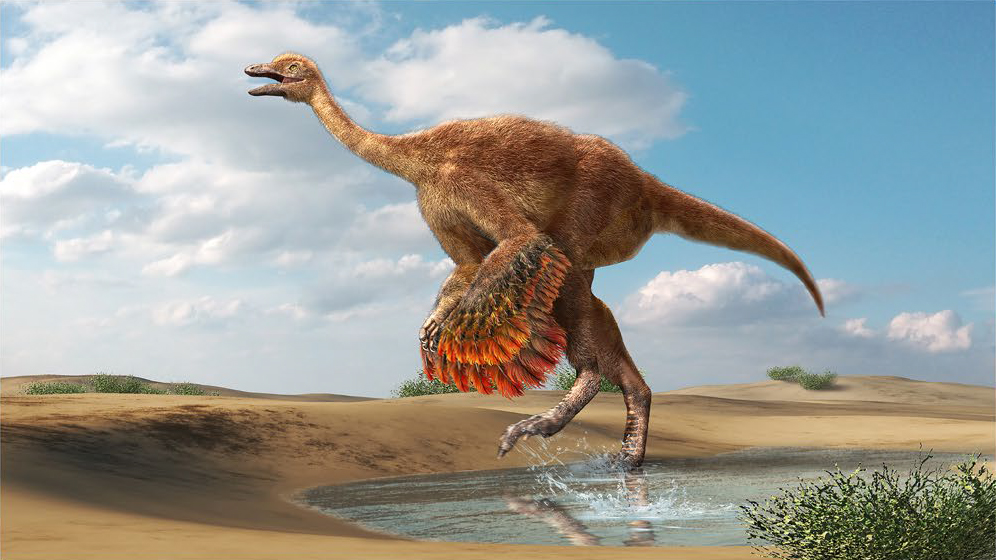 Restoration drawing of Aepyornithomimus tugrikinensis