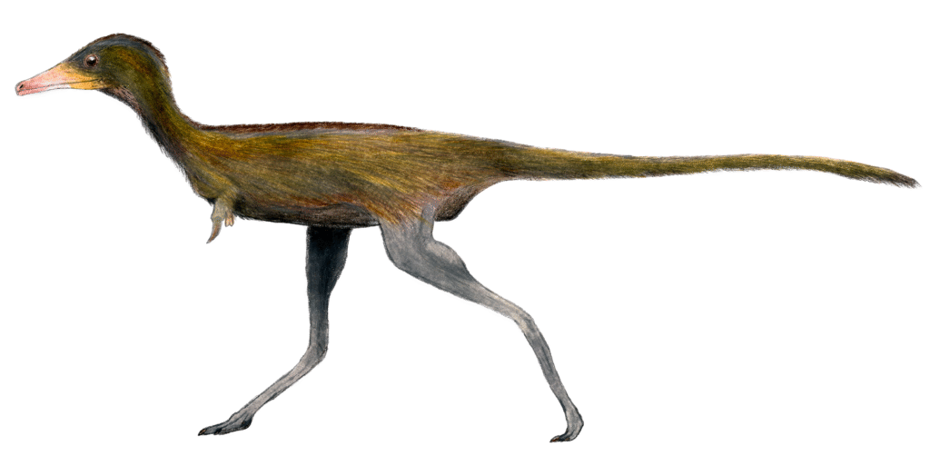 Illustration of a small, feathered dinosaur running, with a long tail and slender legs. It has a bird-like head and mottled brown and gray plumage.