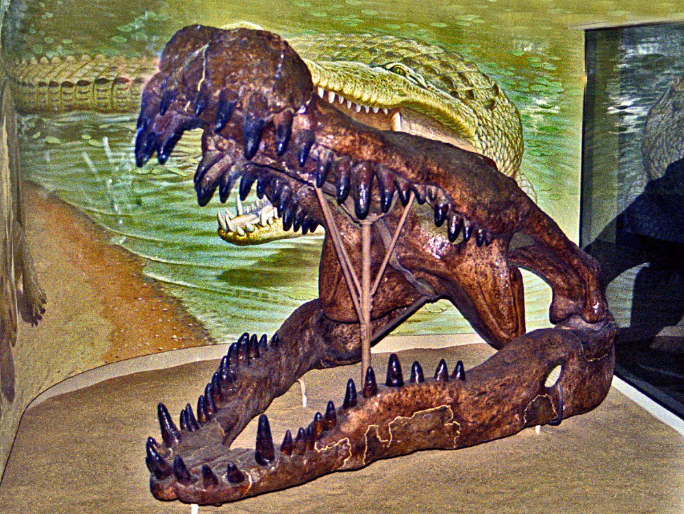 Fossilized crocodile skull with sharp teeth displayed in a museum exhibit. It sits in front of a mural depicting a prehistoric scene, evoking a sense of ancient history.
