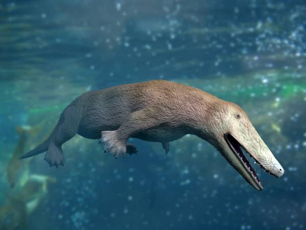 Life reconstruction of Ambulocetus natans
