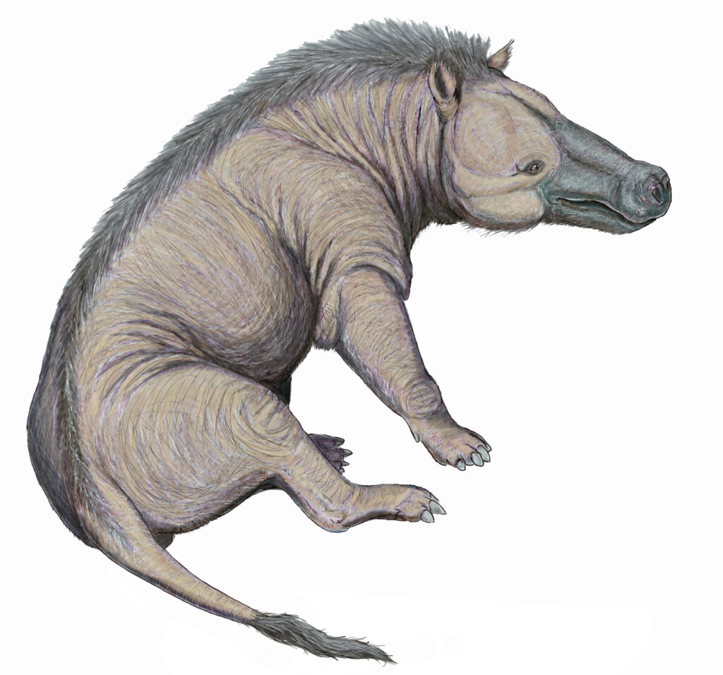 Drawing of an Andrewsarchus, a prehistoric pig-like creature with a large snout, bulky body, and a bristly mane, conveying a prehistoric atmosphere.