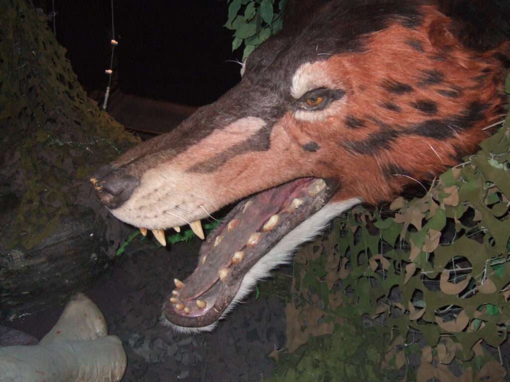Close-up of a realistic werewolf head with reddish fur and bared teeth, surrounded by camouflage netting, evoking a tense, ominous atmosphere.