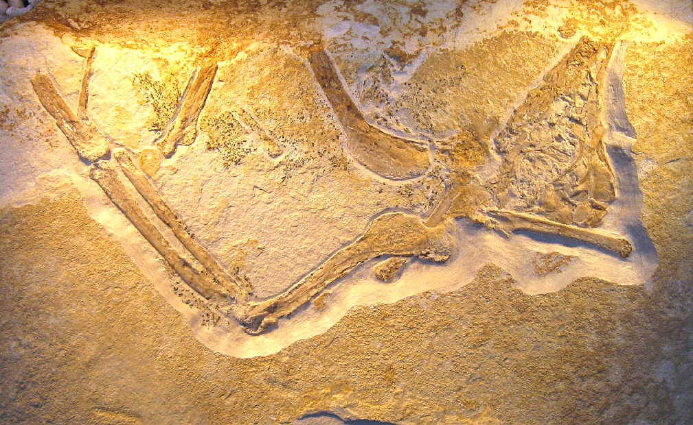 Archaeopteryx