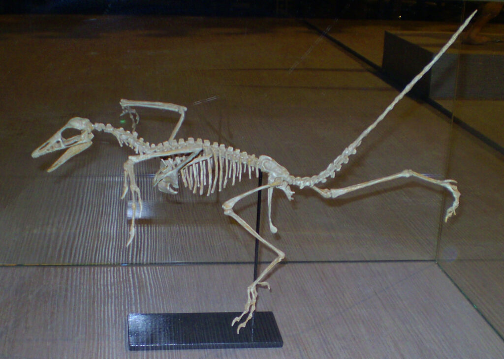Skeleton of a small dinosaur, possibly a theropod, on display in a glass case. The pose is dynamic, with its mouth open and tail outstretched.