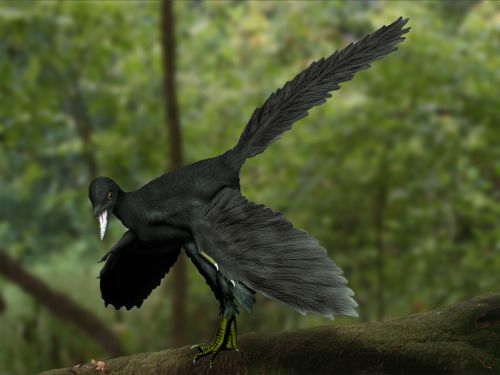 Artist's restoration of Archaeopteryx
