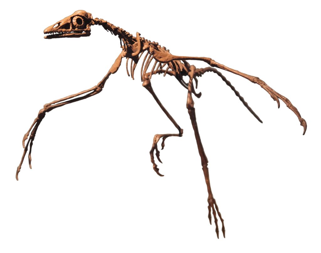 Skeleton of a prehistoric, bird-like dinosaur with elongated limbs and a long tail, suspended in a dynamic pose against a white background.