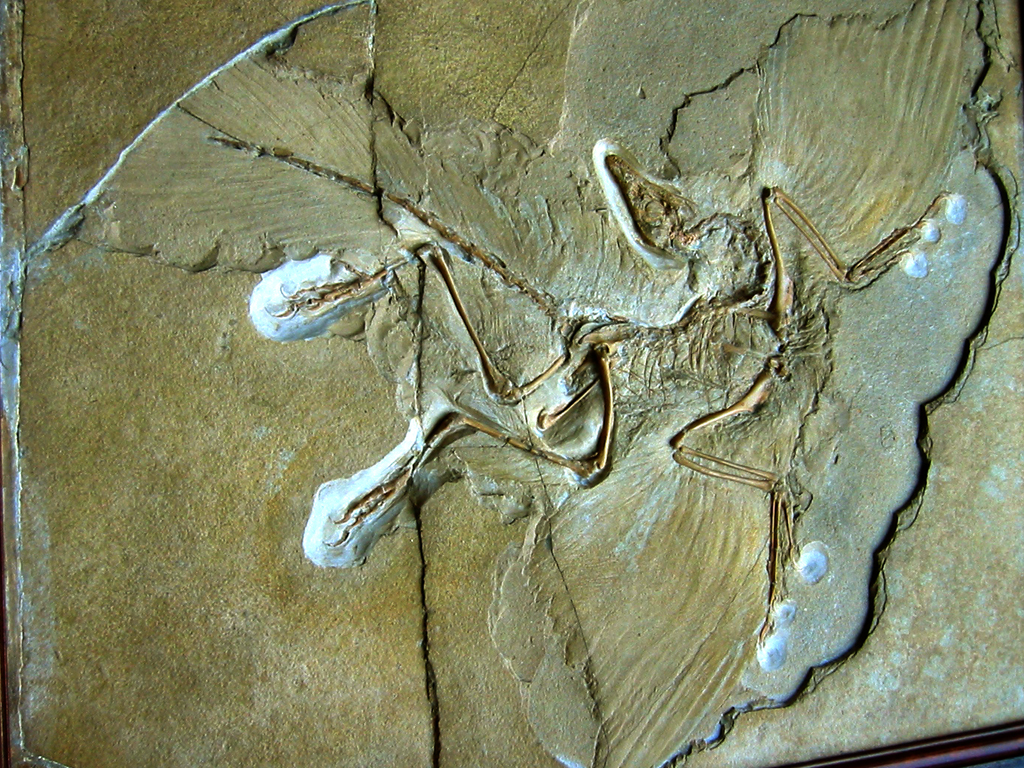 Fossil of a prehistoric bird-like creature with spread wings, detailed bones, and feather impressions, embedded in a beige stone slab.