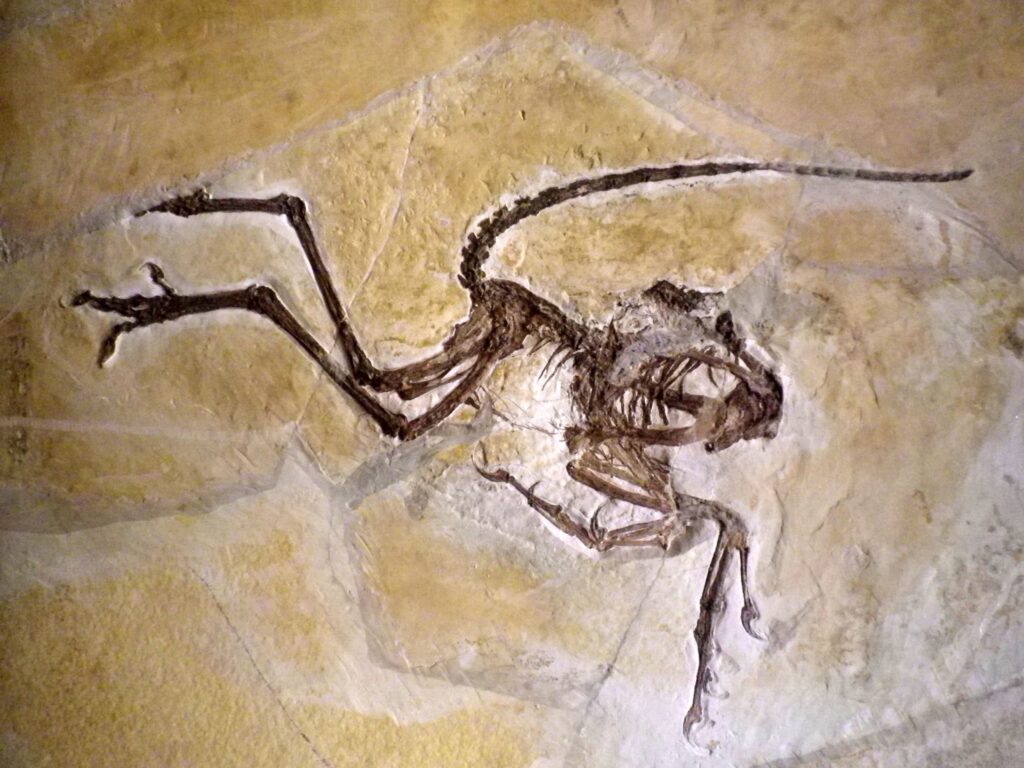 Fossil of a small dinosaur with a long tail and bird-like legs, embedded in a beige rock surface. The fossil's pose and detail convey an ancient and delicate appearance.