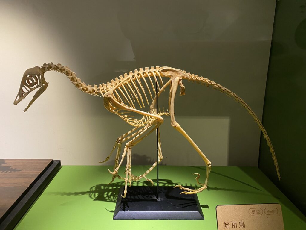A dinosaur skeleton model stands in a display case. It's bird-like with a long tail, sharp beak, and bipedal stance on a green base.