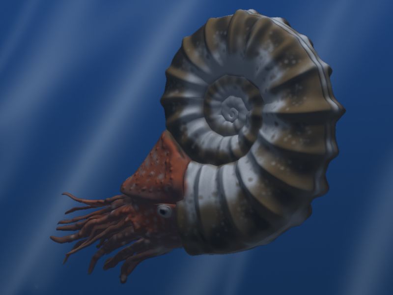 Illustration of a Asteroceras obtusum specimen, an Ammonite from the Early Jurassic