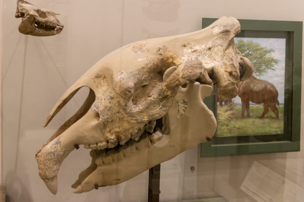 Large prehistoric skull display with weathered textures, set against a framed painting of a similar animal in a grassy landscape; scientific and historical.