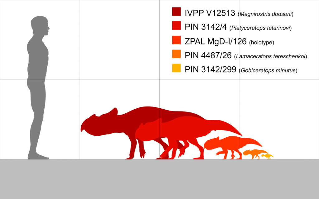 Silhouette comparison showing a human figure and five ceratopsid dinosaur outlines in different sizes. From left to right the dinosaurs include Magnirostris dodsoni, Platyceratops tatarinovi, the ZPAL MgD-I/126 holotype, Lamaceratops tereschenkoi, and Gobiceratops minutus. The dinosaurs decrease in size from red to yellow. A color-coded legend on the right labels each dinosaur.
