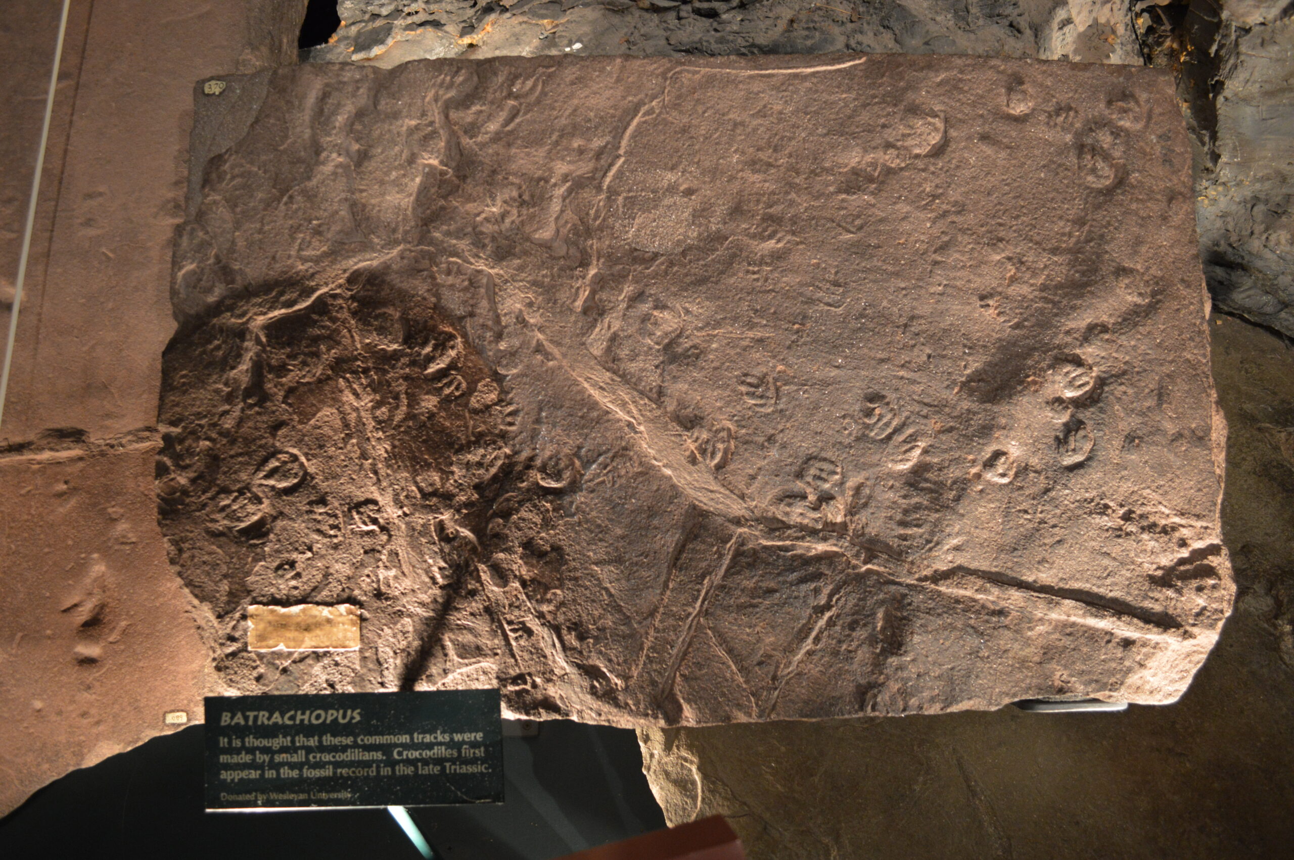 Fossilized rock slab with small, distinct crocodilian tracks, labeled "Batrachopus." The tone is educational, highlighting paleontological significance.