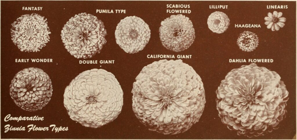 Sepia-toned chart showing various zinnia flower types: Fantasy, Pumila, Scabious, Lilliput, Linearis, Early Wonder, Double Giant, California Giant, Dahlia, and Haageana.