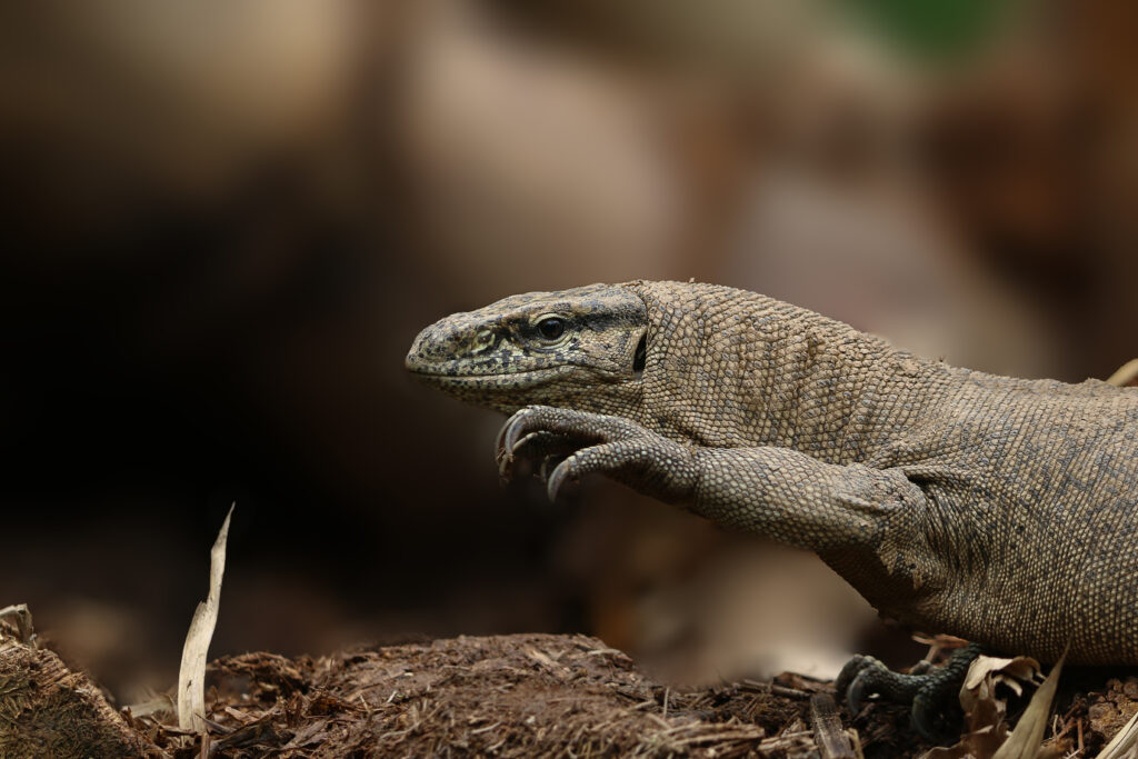 A close-up of a monitor lizard crawling on earthy ground. Its textured skin and sharp claws are prominent, against a soft-focus, earthy background.