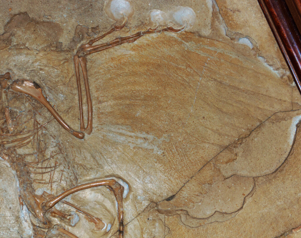 Close-up of a fossilized bird, showing delicate bone structures and feather impressions on a textured stone. The bones are fragile, evoking a sense of antiquity.