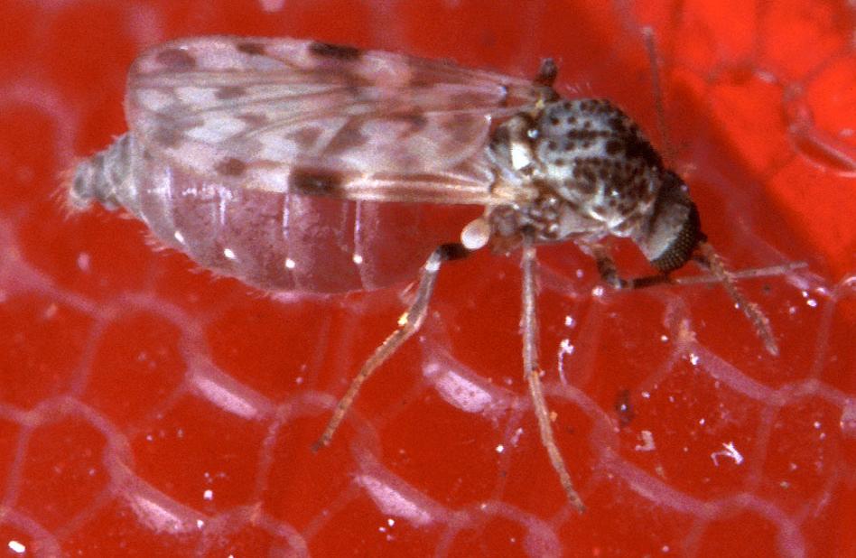 Close-up of a small, intricately patterned insect with translucent wings, resting on a textured red surface. The image highlights its delicate details.