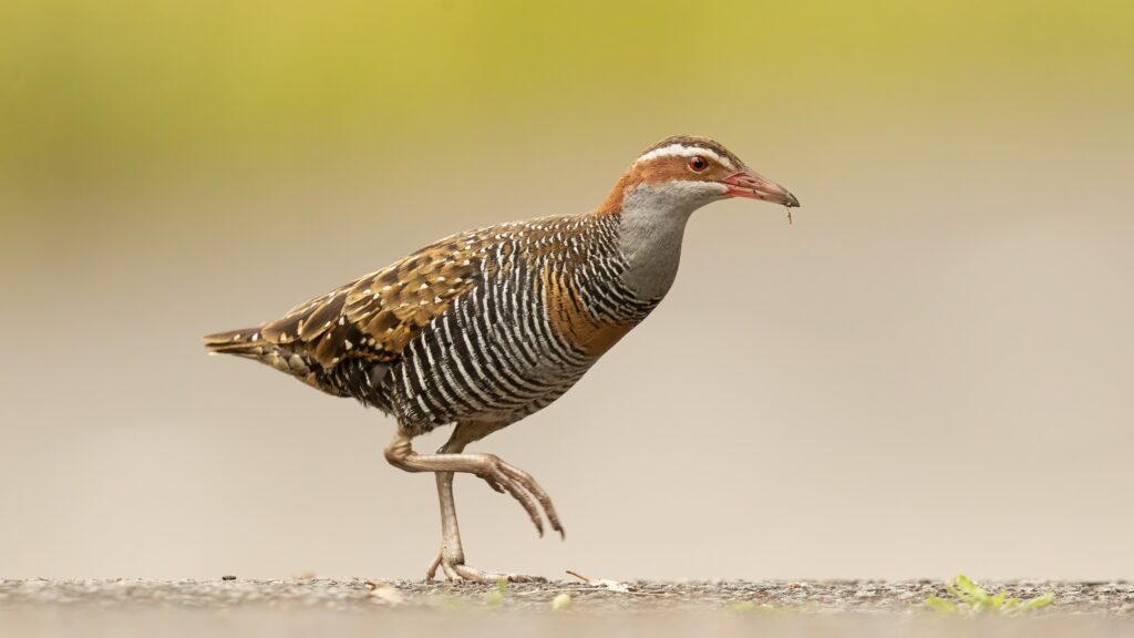 A colorful rail bird with striped plumage and a reddish head walks gracefully on a flat surface against a soft green background, conveying a peaceful scene.
