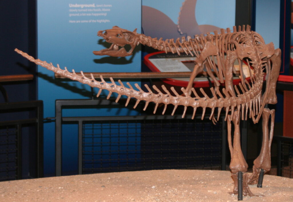 Fossilized dinosaur skeleton displayed in a museum exhibit, standing on sandy terrain. The fossil appears dynamic, with a curved posture.