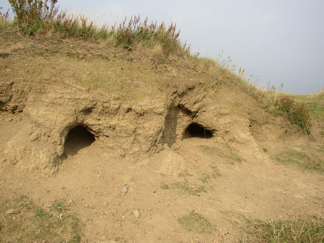 Burrows at Old Peak, Ravenscar, Stainton Dale