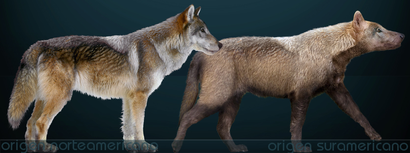 Illustration of two prehistoric canines against a dark blue background. The left resembles a wolf with thick fur, the right has a bear-like build.