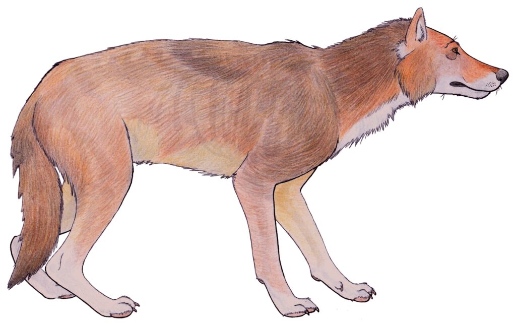 Illustration of a profile of a brown and tan wolf with a bushy tail. The wolf's fur is detailed, and it appears focused and alert.