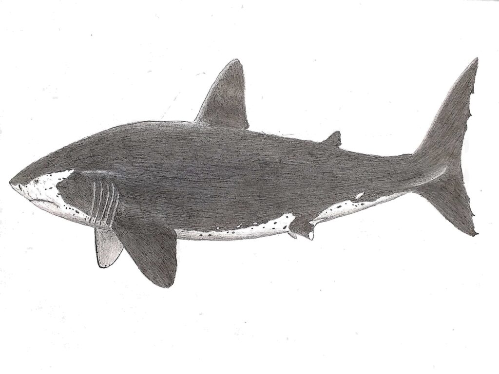 Drawing of a coelacanth, an ancient fish. It features a dark, speckled body, lobed fins, and a distinctive tail. The tone is scientific and detailed.