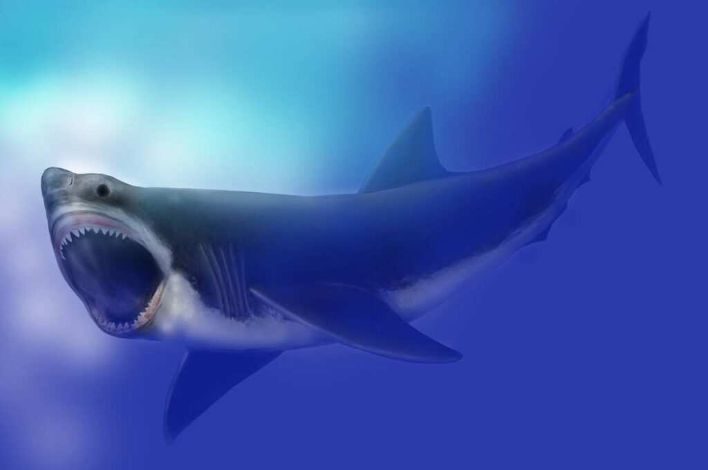 A great white shark with its mouth wide open swims in deep blue water, conveying a sense of power and intensity under the soft light from above.