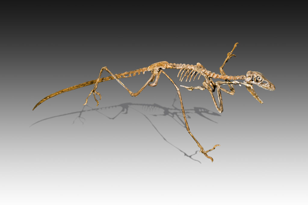 Skeleton of a small dinosaur on display against a gradient grey background. It has an elongated tail, slender limbs, and sharp claws, casting a shadow.
