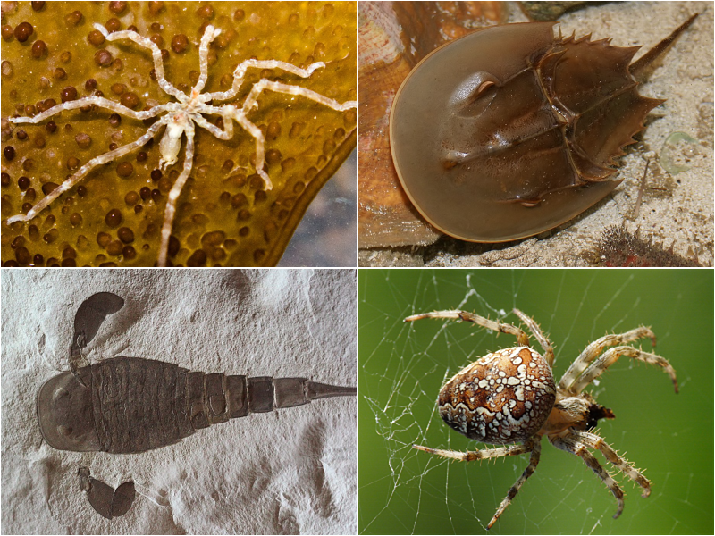 Chelicerata collage